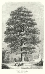 Tilia Europaea, de Linde (gravure)