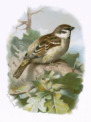 Huismus