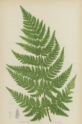 Driehoekige Stekelige Tandenvaren