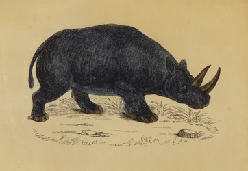 Tweehoornige Neushoorn