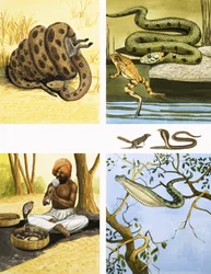 Ongeïdentificeerde slangenmontage, inclusief slangenbezweerder