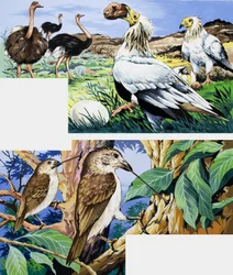 Ongebruikelijke eetgewoonten van vogels