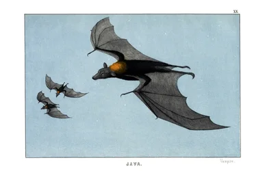 Vampier