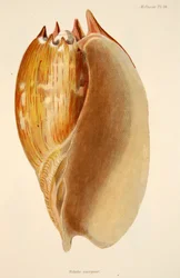 Veluta Georgina, handgekleurde gravure
