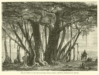 Uitzicht op de banyanboom (Ficus Indica), met adventieve wortels