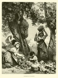 Wijnoogst in Toscane