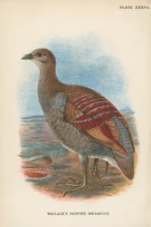 Wallace