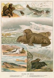 Walrus en Zeehonden