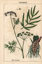 Waterscheerling met bladeren, wortelstructuur en bloemen. Cicuta virosa, uit 