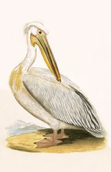 Witte Pelikaan, illustratie uit 