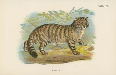 Wilde Kat