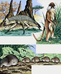 Montage van wilde dieren