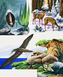 Wildlife montage