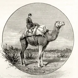 Vrouw op een kameel in Australië, ca. 1880, uit 