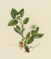 Bos Aardbei, Fragaria Vesca