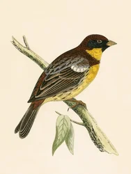 Geelborstgors, illustratie uit 