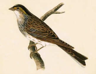 Geelbrauwgors, illustratie uit 