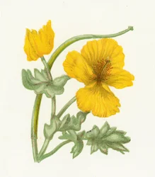 Gele Hoornpapaver