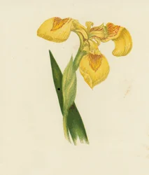Gele Lis, Iris Pseudacorus