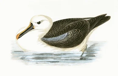 Geelneusalbatros, illustratie uit 