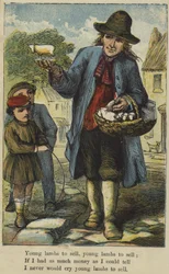 Jonge lammetjes te koop