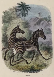 Zebra