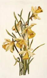 Stilleven, narcissen