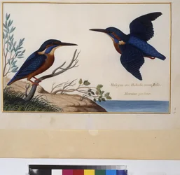 Volledige pagina: dierenstudie, ca.1650-75 (tempera op perkament)