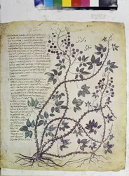 Volledige pagina: miniatuur met opschriften: Rubus tomentosus (miniatuur)