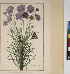 Volledige pagina: plantenstudie, ca. 1650-75