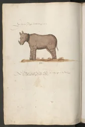 Neushoorn