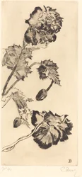 Bloemen (Fleurs)