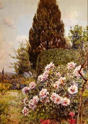 Pioenen, Coddington, nabij Ledbury