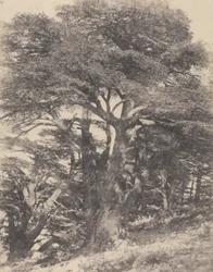 Groupe de Cèdres de Mt. Liban / [Groep cederbomen, Libanonberg].