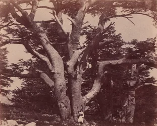Mt. Liban. Stam van een van de cederbomen van Salomo, 1850-53