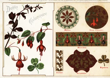 Afbeeldingen van fuchsia en berberis uit manuscripten