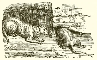 De Muis en de Wezel