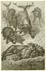 De oude leeuw