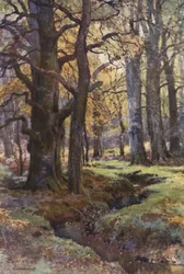 In Mallard Wood