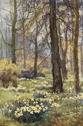 De Wildernis in de Lente