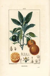 Bigaradier, sinaasappel, Citrus aurantium, met tak, blad, bloesem, rijpe en onrijpe vrucht, en doorsnede van de vrucht