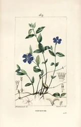 Kleine maagdenpalm, Vinca minor, met bloem, blad, stengel, wortel en zaad