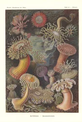 Actiniae - Zeeanemoon, Pl.49, uit 