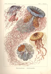 Discomedusae - Scheibenquallen, Pl. 8 uit 