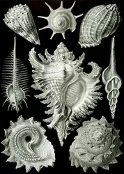 Voorbeelden van Prosranchia - schelpen van verschillende prosobranchia-gastropoden, uit 