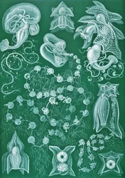 Voorbeelden van Siphonophorae uit 