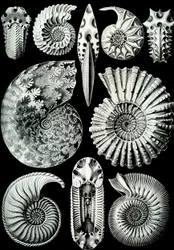 Illustratie van Ammonitida uit "Kunstformen der Natur" 1904