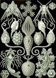 Illustratie van Amphoridea uit "Kunstformen der Natur" 1904