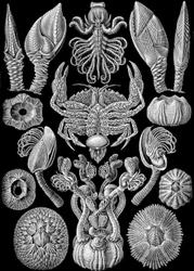 Illustratie van Cirripedia uit "Kunstformen der Natur" 1904