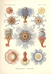 Siphonophorae - Kwallen, uit 